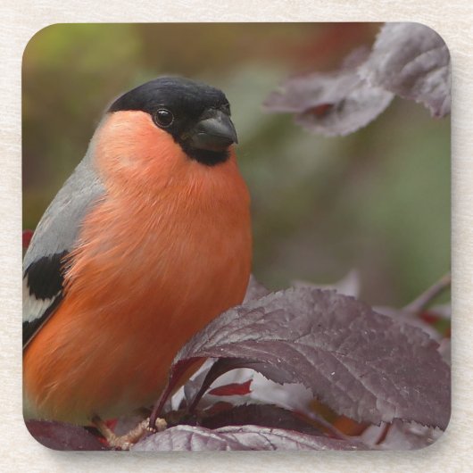 Dessous-de-verre Bull Finch (Devant)