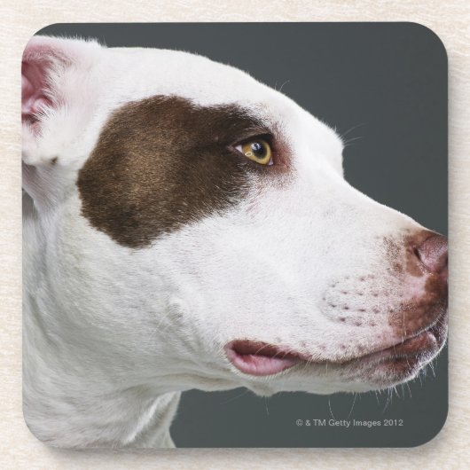 Dessous-de-verre Bull-terrier du Staffordshire, plan rapproché (Devant)