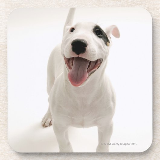 Dessous-de-verre Bull-terrier joyeux (Devant)