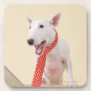 Dessous-de-verre Bull-terrier miniature regardant l'ordinateur