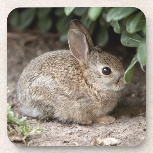 Dessous-de-verre Bunny carré (Devant)