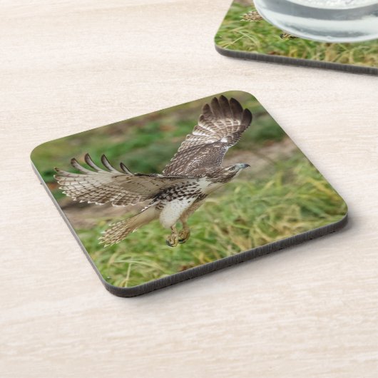 Dessous-de-verre Buse à queue rouge immature (Côté gauche)