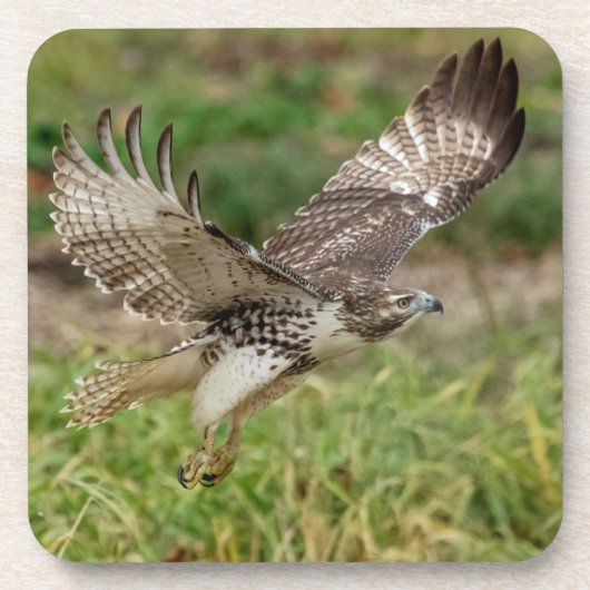 Dessous-de-verre Buse à queue rouge immature (Devant)