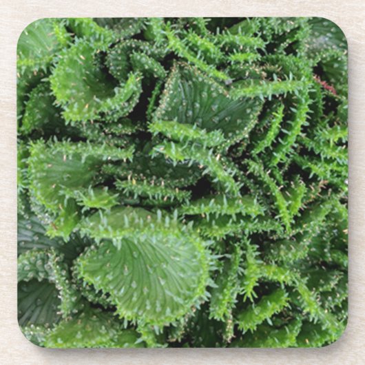 Dessous-de-verre Cactus (Devant)