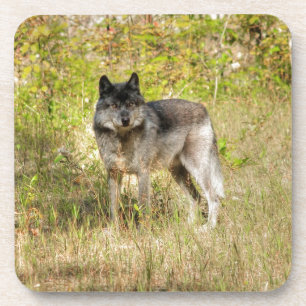 Dessous-de-verre Cadeau photo Gray Wolf & Wilderness