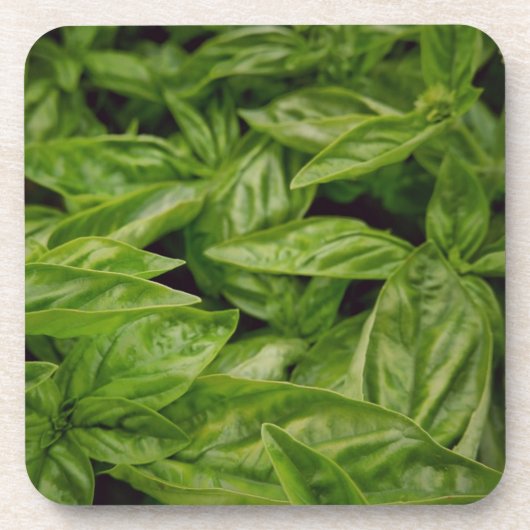 Dessous-de-verre Cahier Basil (Devant)