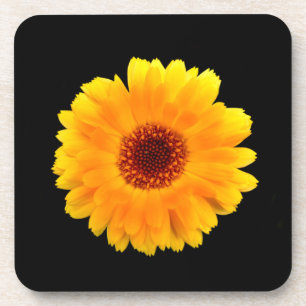 Dessous-de-verre Calendula Officinalis