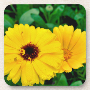 Dessous-de-verre Calendula Officinalis