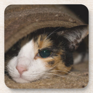 Dessous-de-verre Calico Taco