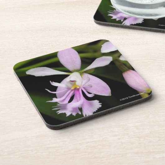 Dessous-de-verre Caligarium d'Epidendrum (Côté gauche)