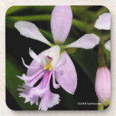 Dessous-de-verre Caligarium d'Epidendrum (Devant)
