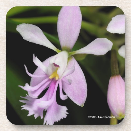 Dessous-de-verre Caligarium d'Epidendrum (Devant)