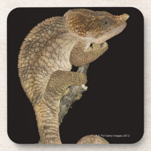 Dessous-de-verre caméléon Court-à cornes (brevicornis de Calumma