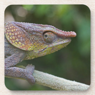 Dessous-de-verre Caméléon d'éléphant, Madagascar