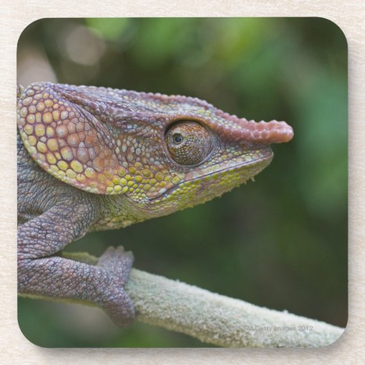 Dessous-de-verre Caméléon d'éléphant, Madagascar (Devant)
