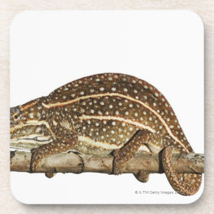 Dessous-de-verre Caméléon orné de bijoux, le caméléon de Campa