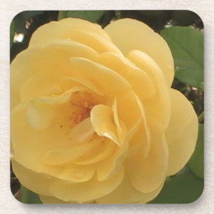 Dessous-de-verre Camélia jaune de floraison