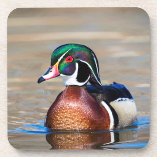 Dessous-de-verre Canard à bois dans un étang