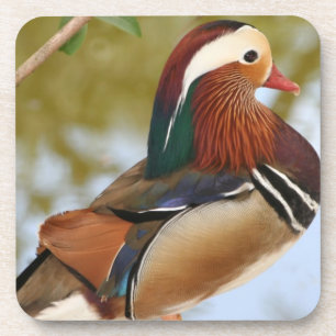 Dessous-de-verre Canard mandarin