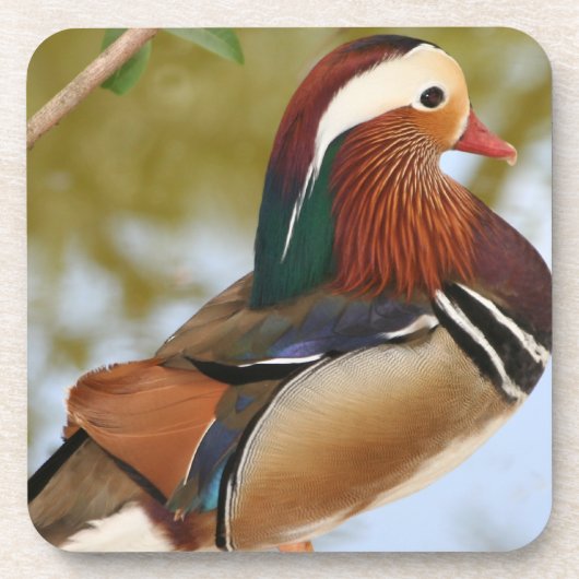 Dessous-de-verre Canard mandarin (Devant)