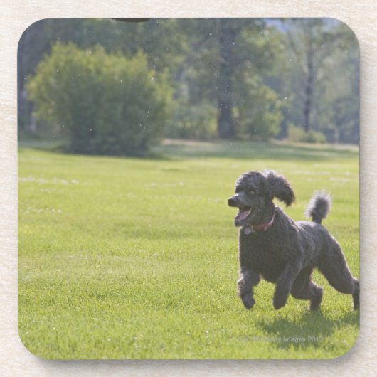 Dessous-de-verre Caniche jouant le frisbee (Devant)