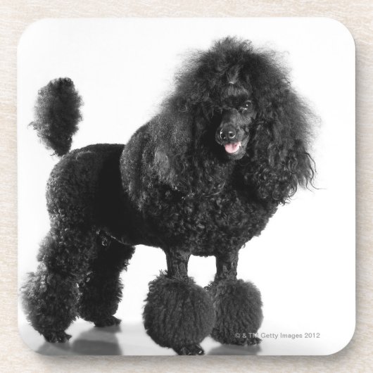 Dessous-de-verre Caniche noir équilibré (Devant)