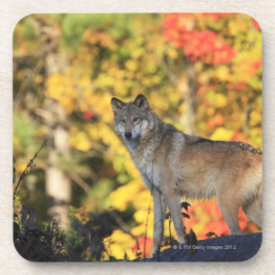 Dessous-de-verre Canis lupus.order de loup gris : carnivorafamily