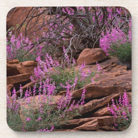 Dessous-de-verre Capitol Reef National Park, Utah, États-Unis (Devant)