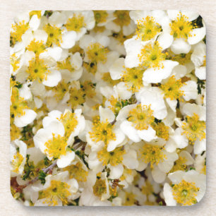 Dessous-de-verre Capitol Reef National Park, Utah, États-Unis 3