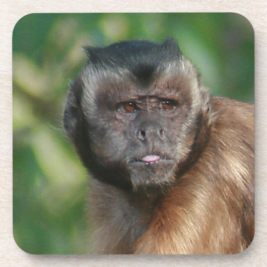 Dessous-de-verre Capuchin Singe Mignonne Mais Cranky (Devant)