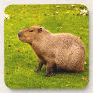 Dessous-de-verre Capybara