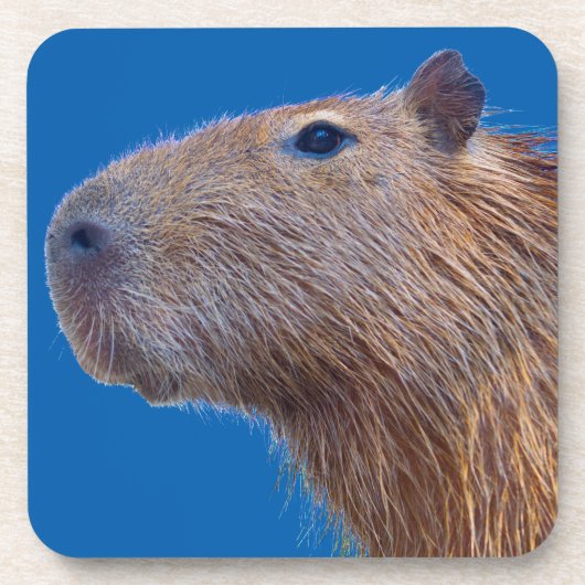 Dessous-de-verre Capybara (Devant)