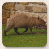 Dessous-de-verre capybara (Devant)