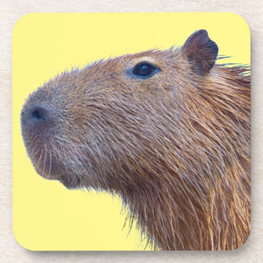 Dessous-de-verre Capybara (Devant)