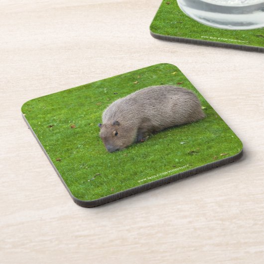 Dessous-de-verre Capybara Animal Incroyable (Côté gauche)