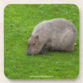 Dessous-de-verre Capybara Animal Incroyable (Devant)