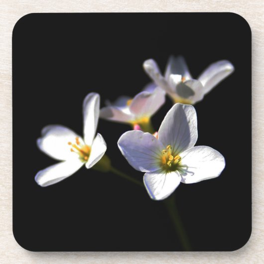 Dessous-de-verre Cardamine Pratensis Fleurs coastercna (Devant)