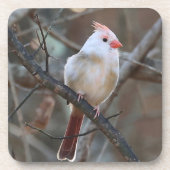 Dessous-de-verre cardinal blanc (Devant)