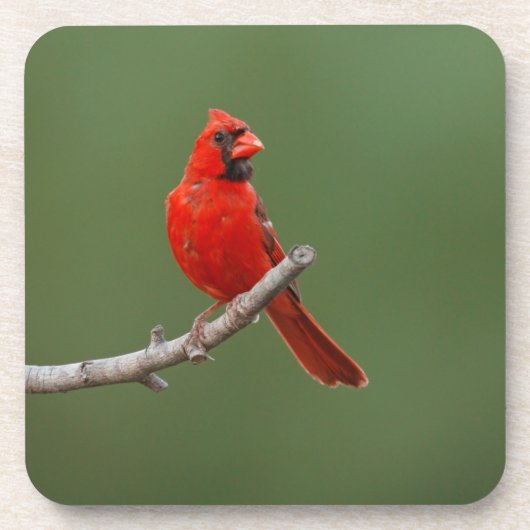Dessous-de-verre Cardinal du Nord (Devant)