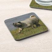 Dessous-de-verre Carlin jouant près de l'eau (Côté gauche)