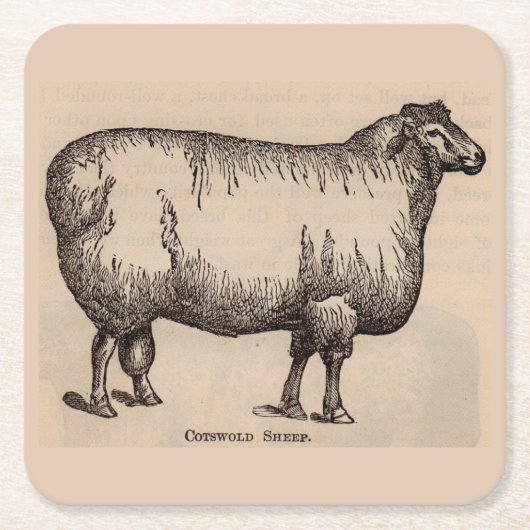 Dessous-de-verre Carré En Papier 19e century print cotswold sheep (Devant)