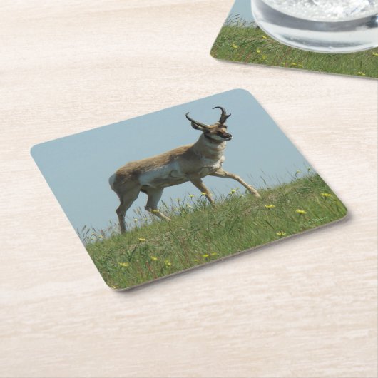 Dessous-de-verre Carré En Papier A10 Pronghorn Antelope Buck (Incliné)