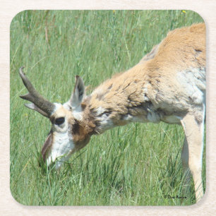 Dessous-de-verre Carré En Papier A11 Pronghorn Antelope Buck Grazing