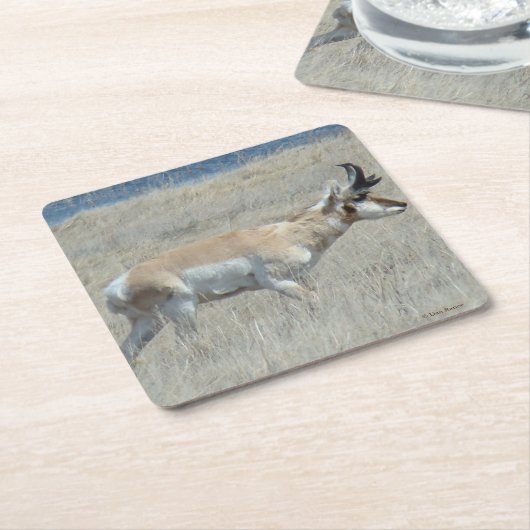 Dessous-de-verre Carré En Papier A23 Young Pronghorn Antelope (Incliné)