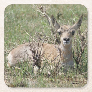 Dessous-de-verre Carré En Papier A7 Bébé Antilope