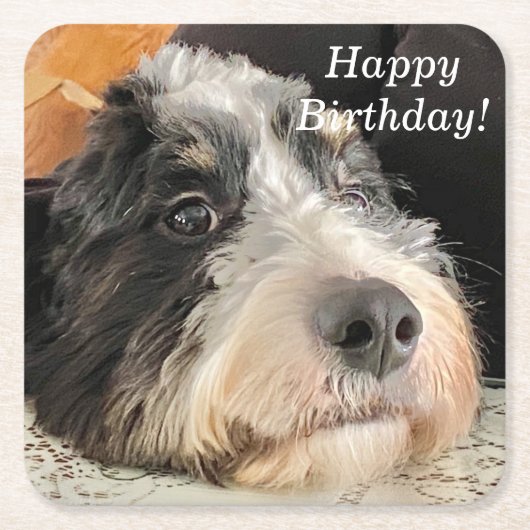 Dessous-de-verre Carré En Papier Adorable Bernedoodle (Devant)