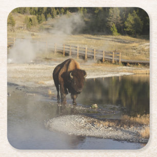 Dessous-de-verre Carré En Papier American Bison Yellowstone Wildlife Photography
