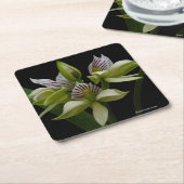 Dessous-de-verre Carré En Papier Anacheilium Chacoense (Incliné)