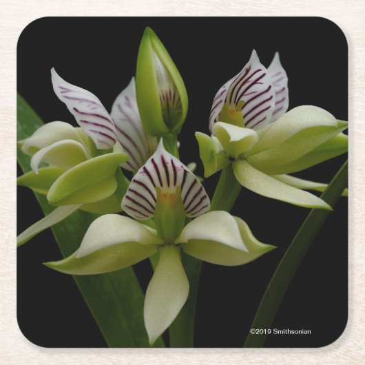 Dessous-de-verre Carré En Papier Anacheilium Chacoense (Devant)