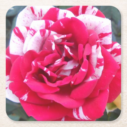 Dessous-de-verre Carré En Papier Ancienne (Devant)